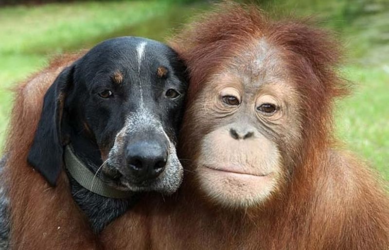 Orangutan Guardians