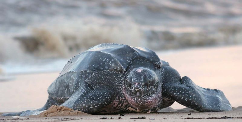 Turtles Have A Hard Shell For Protection