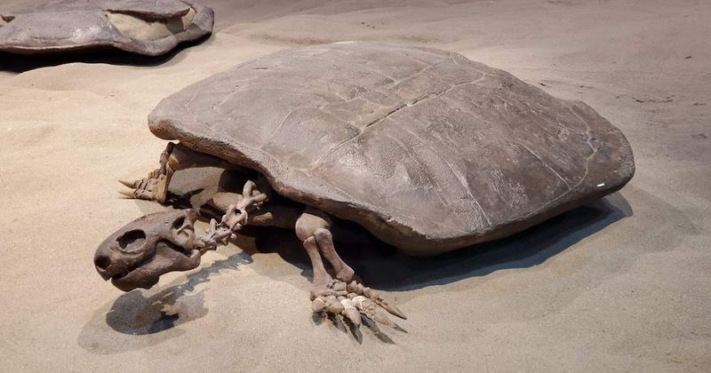 Turtles Are Older Than Dinosaurs