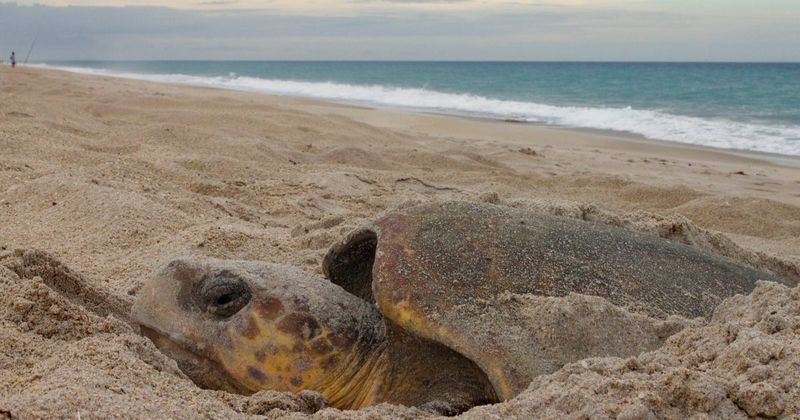 Female Turtles Return To Lay Eggs On Their Birth Beaches