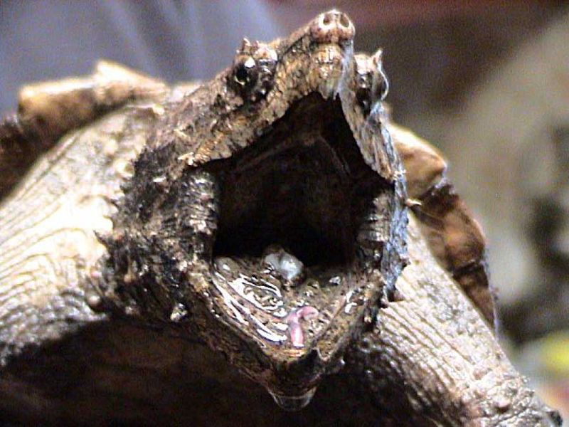 Turtles Can Grow New Teeth