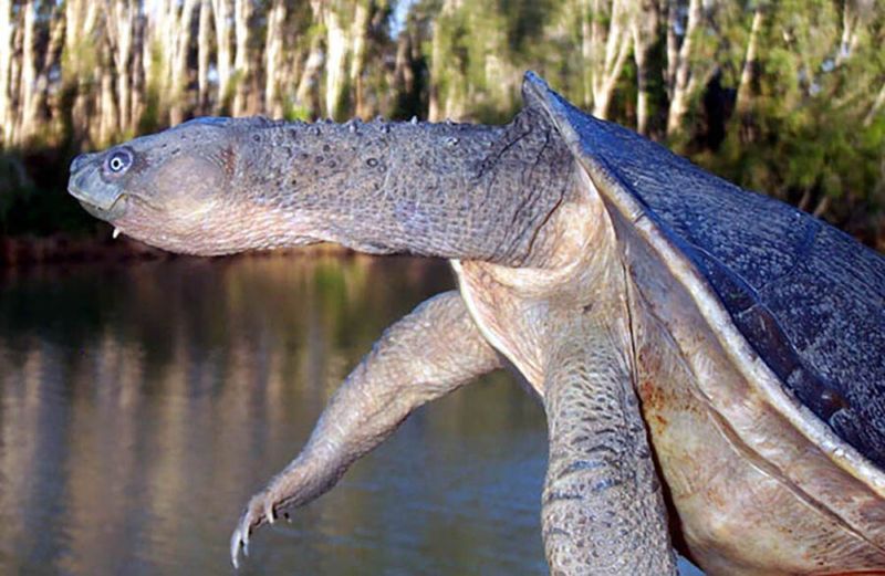Turtles Can Breathe Through Their Butts