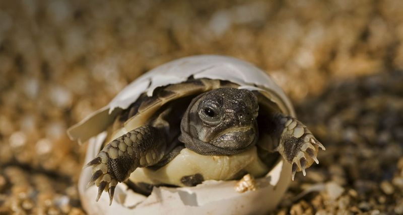 Turtles Have Unique Lifespan And Growth Rates