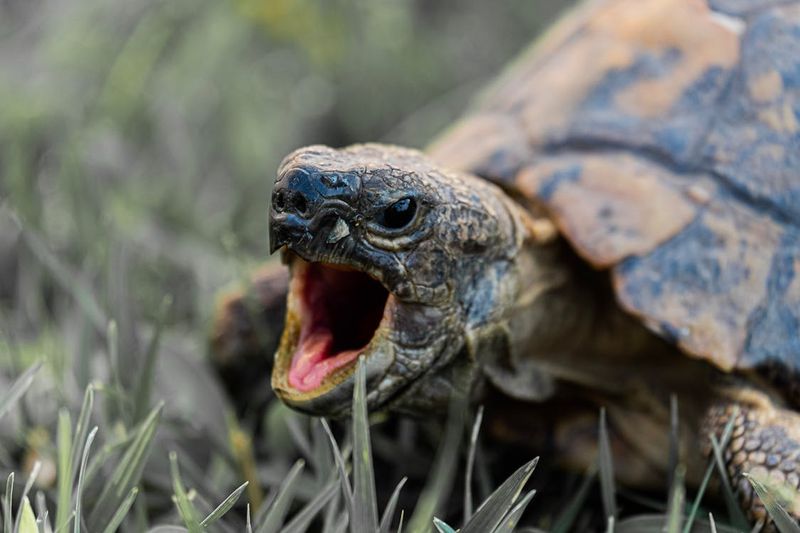 Turtles Can't Stick Their Tongues Out