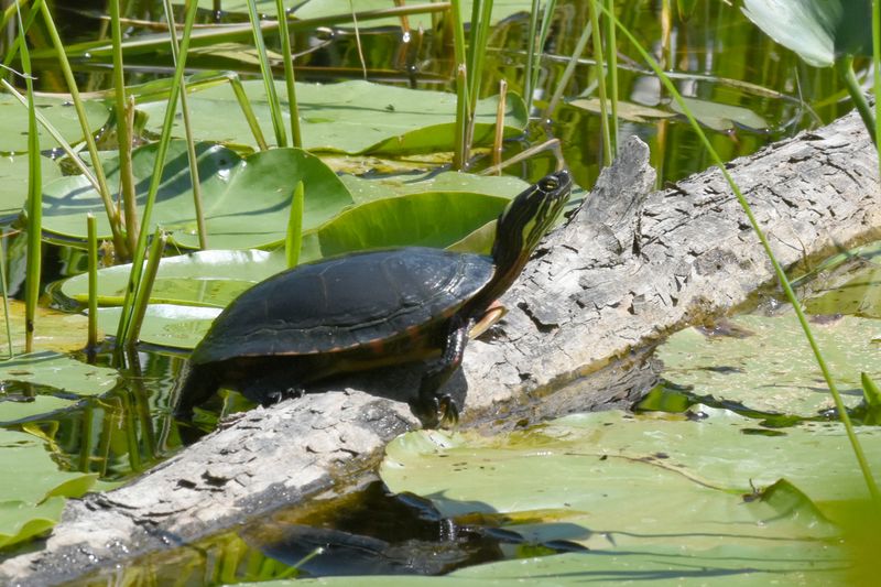All Turtles Are Cold-Blooded