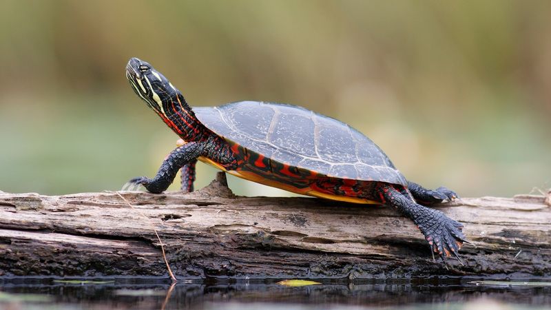 Turtles Can Hold Their Breath For Hours