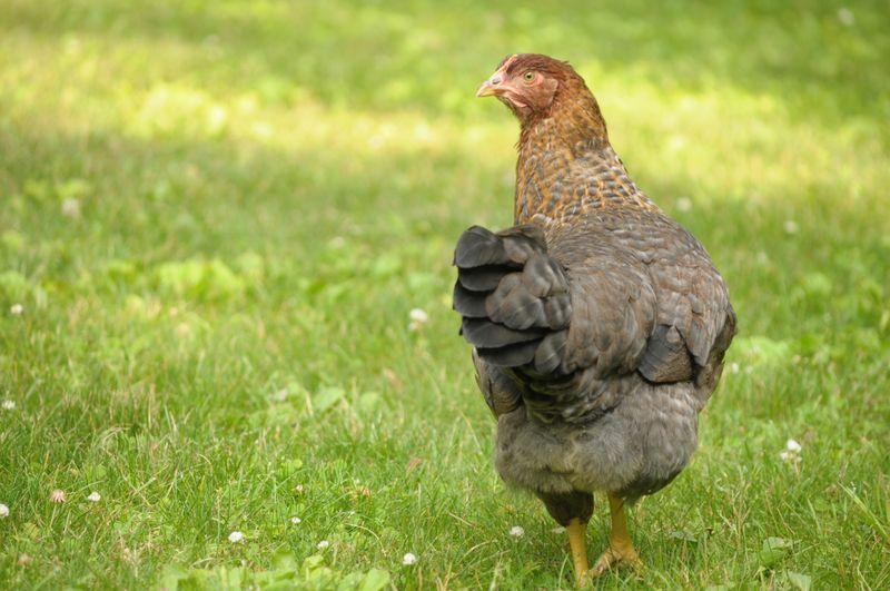 Domestic Animals - Farmyard Forays