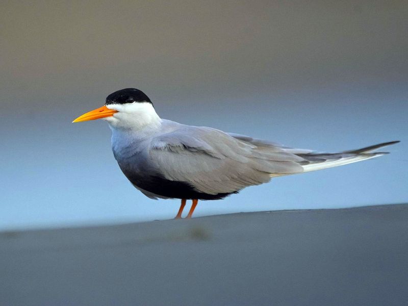 Elusive River Dwellers With Extravagant Bills