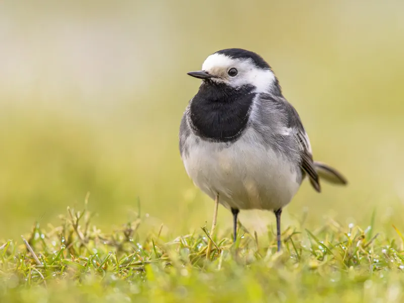 Striking Pied Wagtails