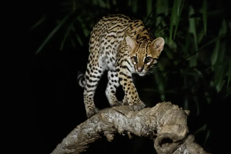 Rainforest Ninjas: Ocelots