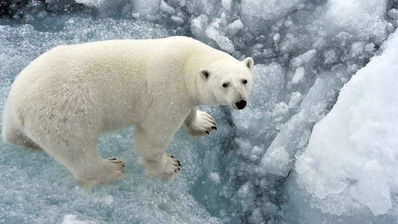 Polar Bear