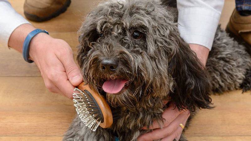 Bristle Brush Wonders