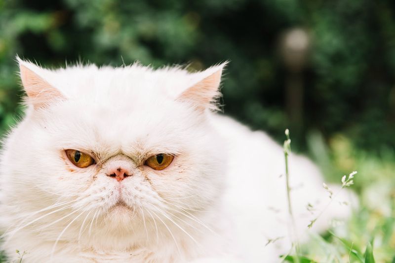 Persian Emotional Fortresses