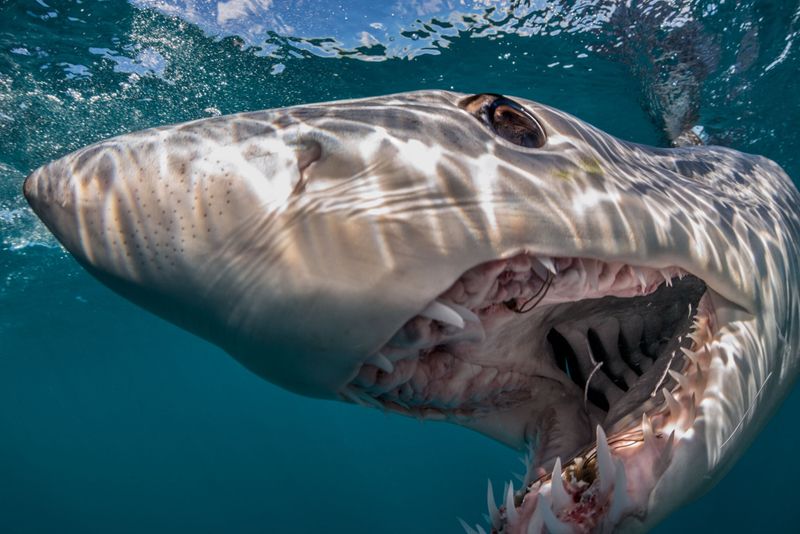 The Mako's World: A Look At The Life Of The Ocean's Fastest Shark