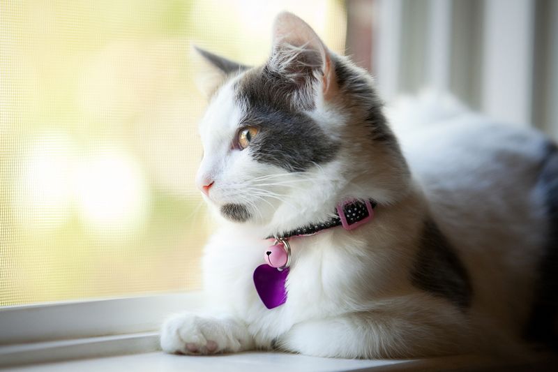 Skipping Pet Insurance Research