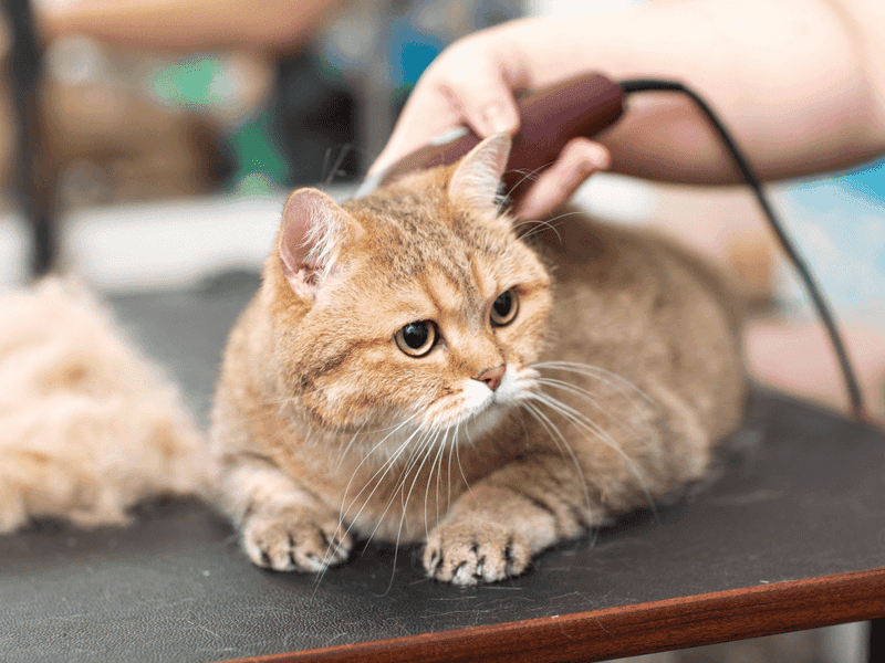 Overlooking Grooming Requirements