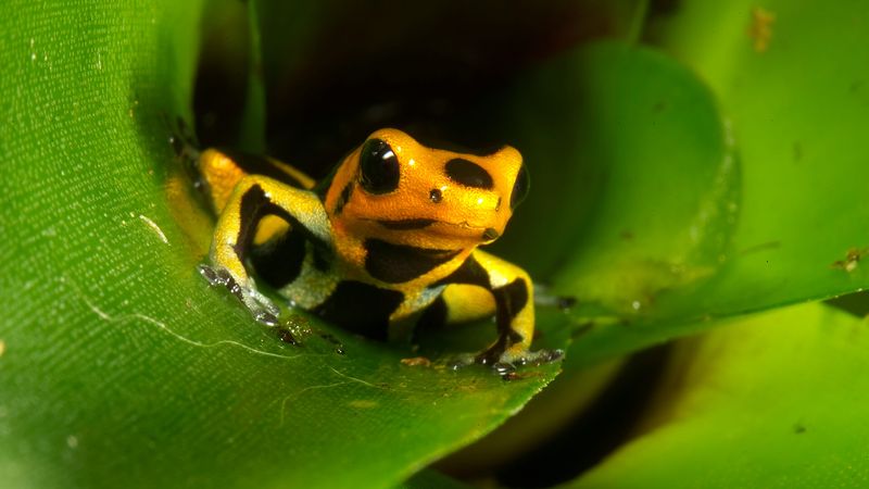 Rainforest Architects With Fatal Chemistry