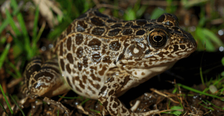 Underground Battle: The Secret Fight For Survival Of The Crawfish Frog