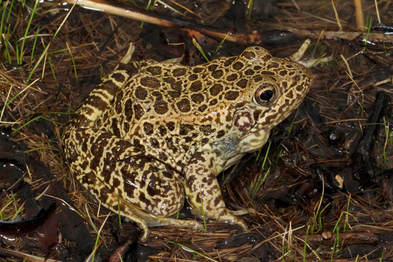 Conservation Rock Stars