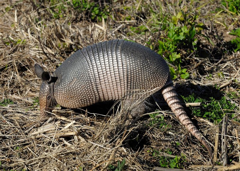 Lawn Excavation Experts: Armadillos