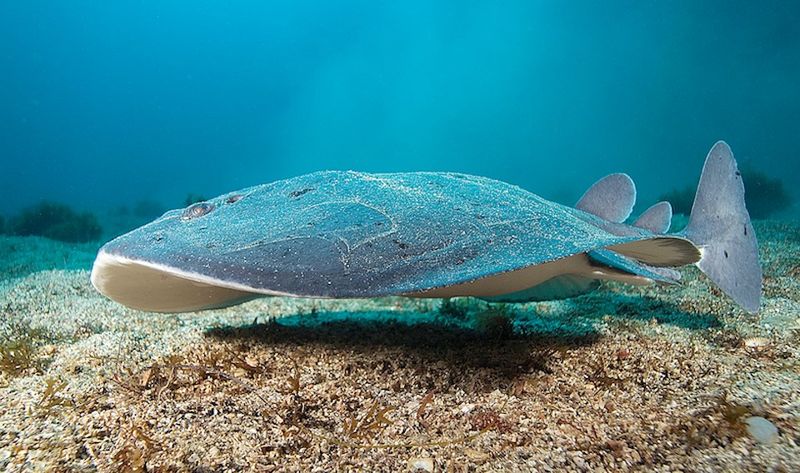 Electrifying Shocker: The Pacific Electric Ray