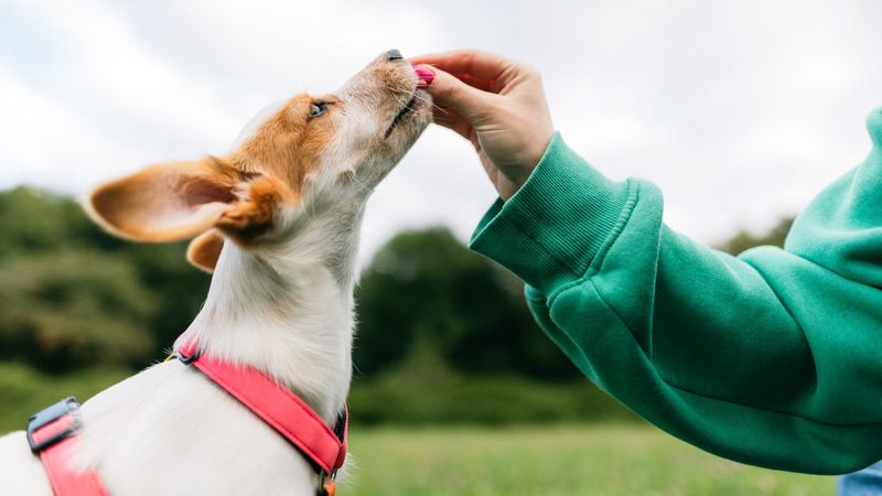 Practice Positive Reinforcement Training