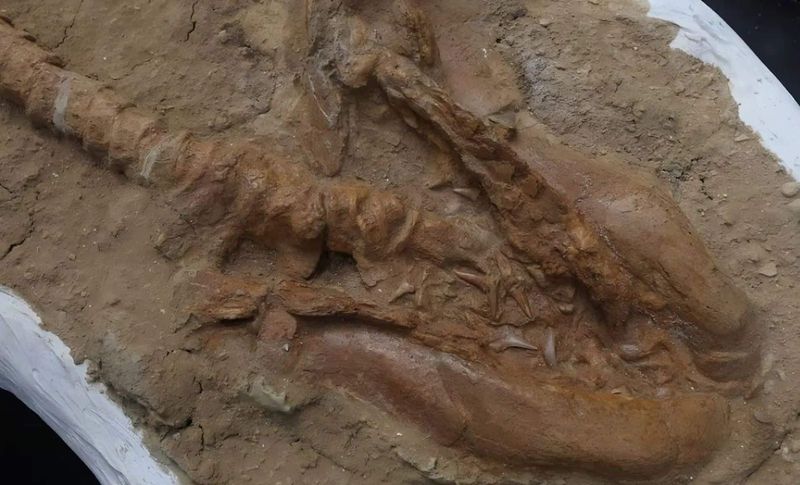 What Makes This Fossil Unique