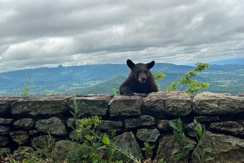 Challenges Facing The Bear Population In The Smoky Mountains