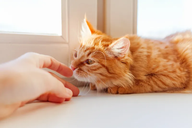 The Power Of Scent