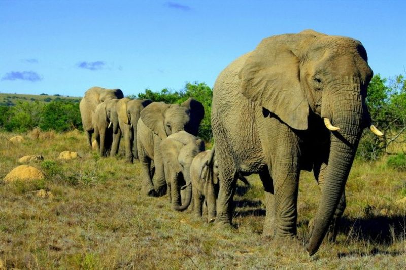 The Importance Of Elephant Matriarchs