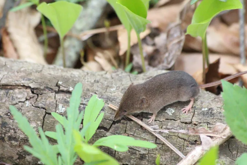 What's Next For This Elusive Mammal: The Road To Preservation