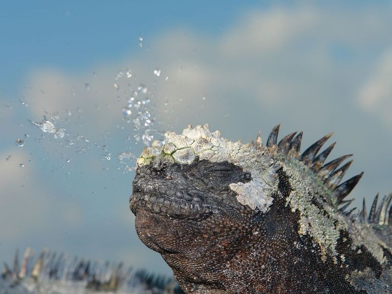 Salt-Sneezing Specialists