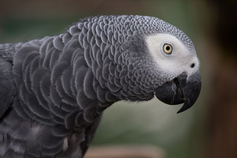Feathered Conversationalists: Parrots