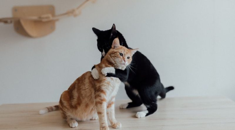 Multi-Cat Household Dynamics