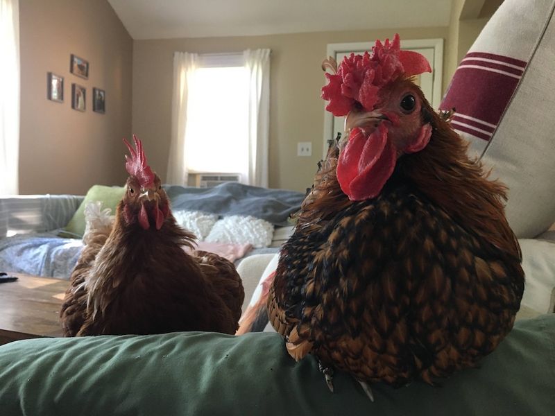 They're Messy Houseguests