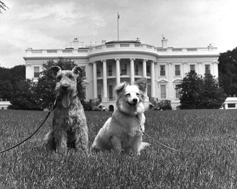 Canine Celebrity: Eisenhower's Weimaraner Appeared On Television