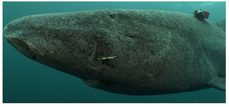 Bizarre Mating Mysteries