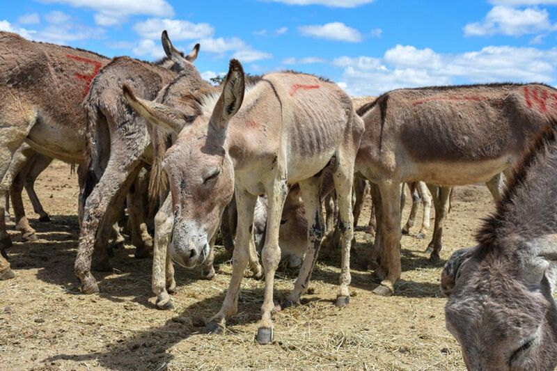 Poaching For Traditional Medicine