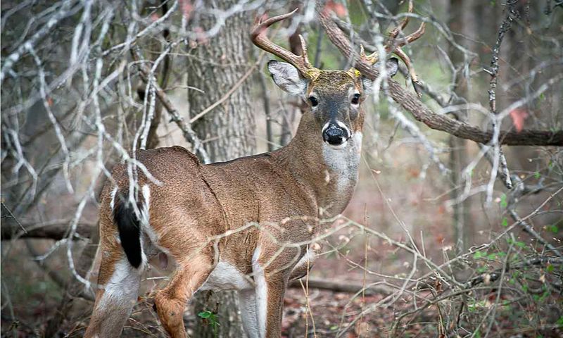 Deer Population Connection