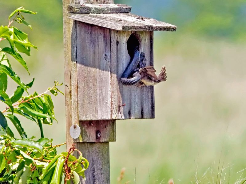 Bird Nest Disturbances