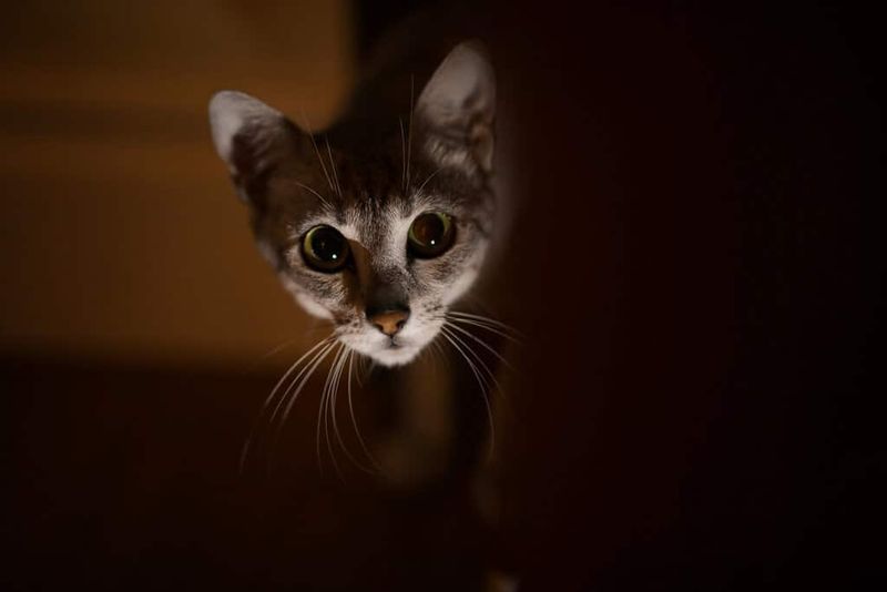 The Looming Shadow