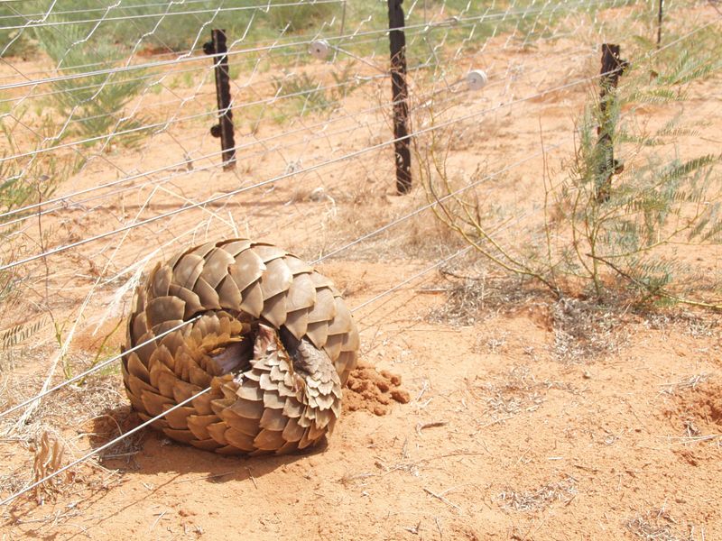 The Role Of Electricity In The Electric Pangolin's Survival