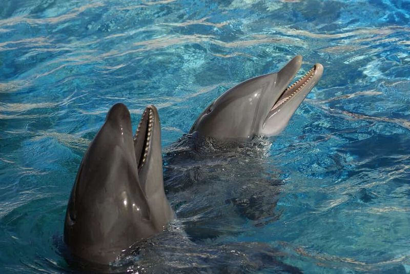 Sonar And Communication In The Animal World