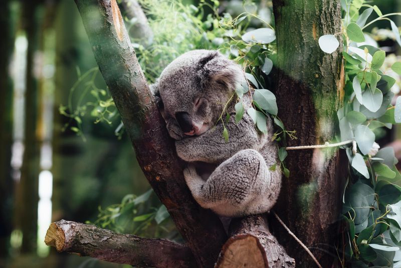 Symbol Of Australia