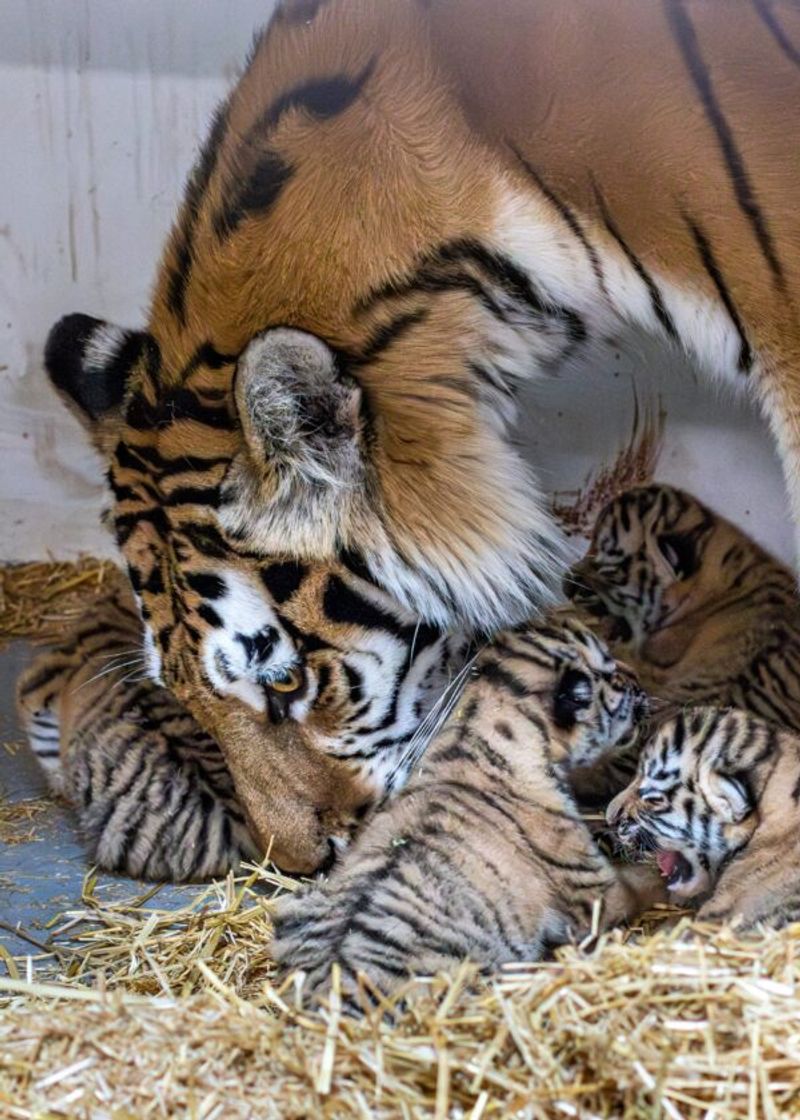 The Vital Role Of Zoos In Amur Tiger Conservation