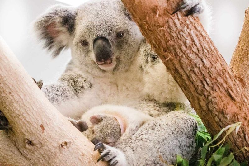 Tiny Joeys