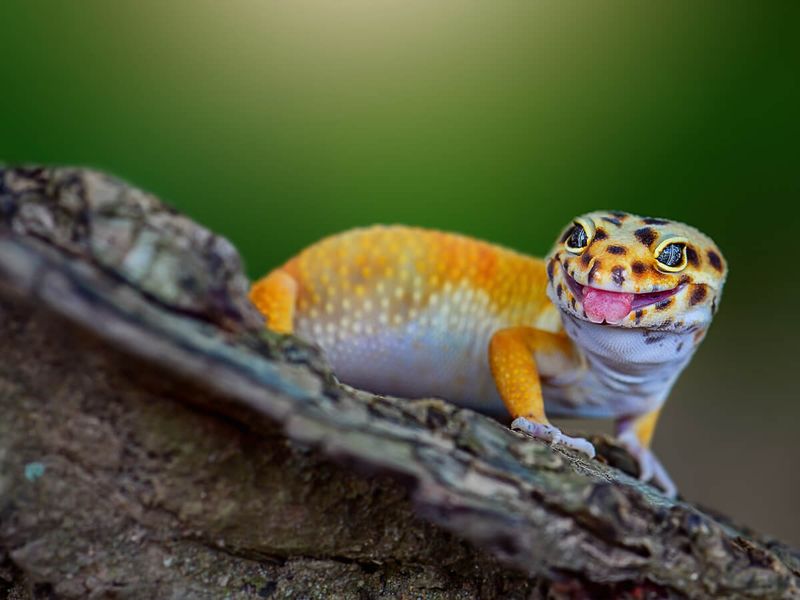 Geckos Have Personalities