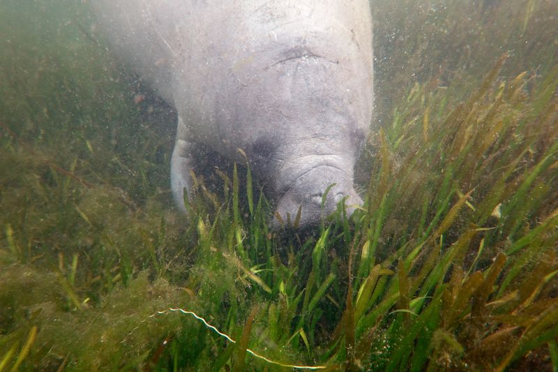 Community Of Conservationists