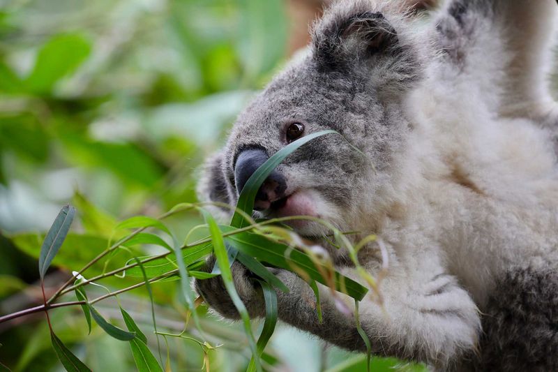 Eucalyptus Connoisseurs