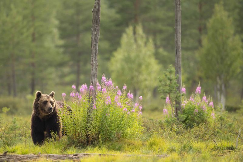 Finland's Friendly Forests